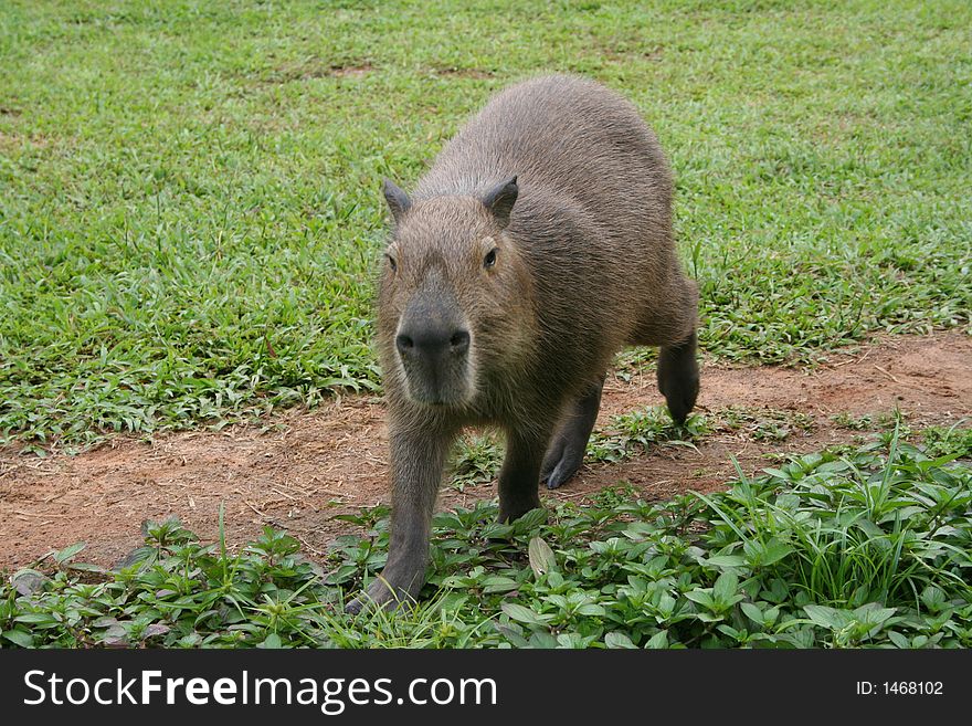 Capybara walking on a path (Venezuela, Orinoco Lowlands). Capybara walking on a path (Venezuela, Orinoco Lowlands)