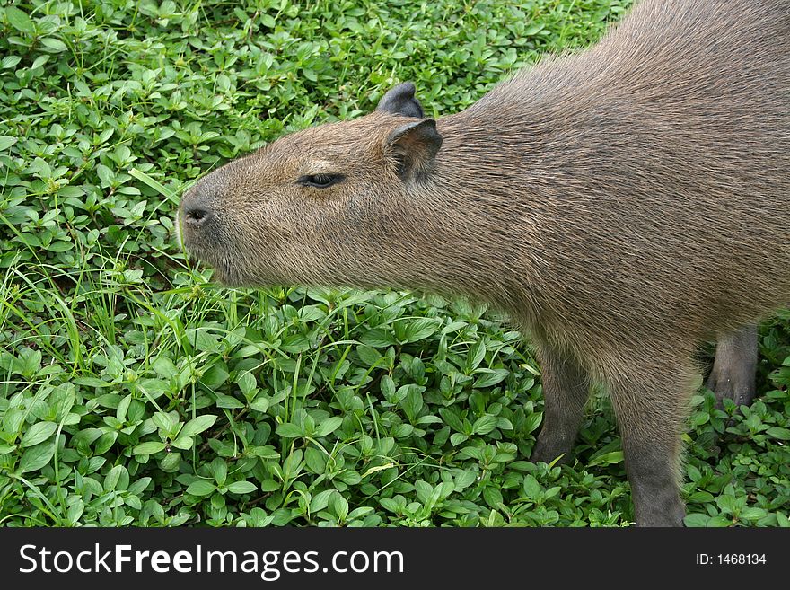 Capybara sniffing