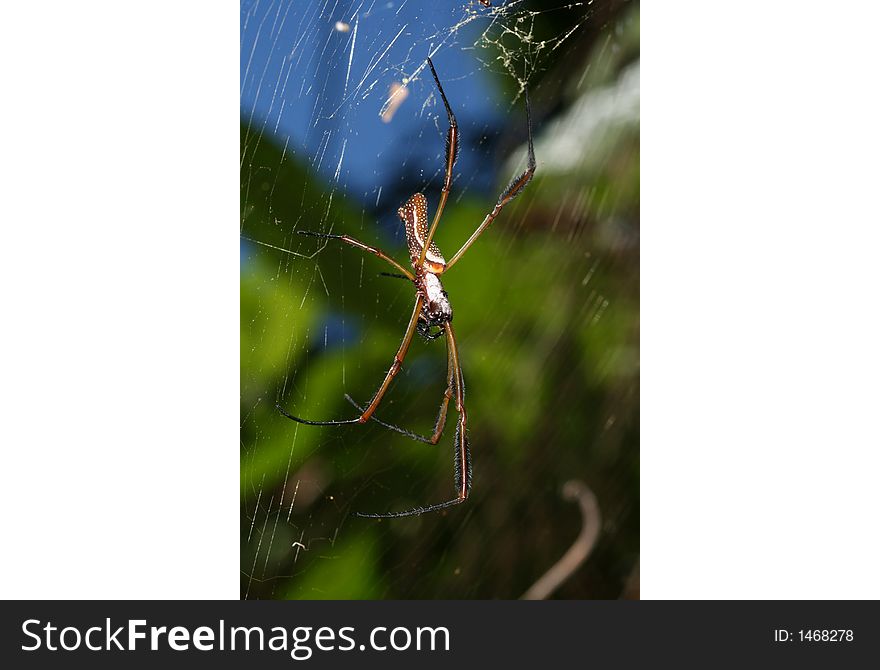 Large spider of genus Nephila sitting on the web (Venezuela, Rio Caura). Large spider of genus Nephila sitting on the web (Venezuela, Rio Caura)