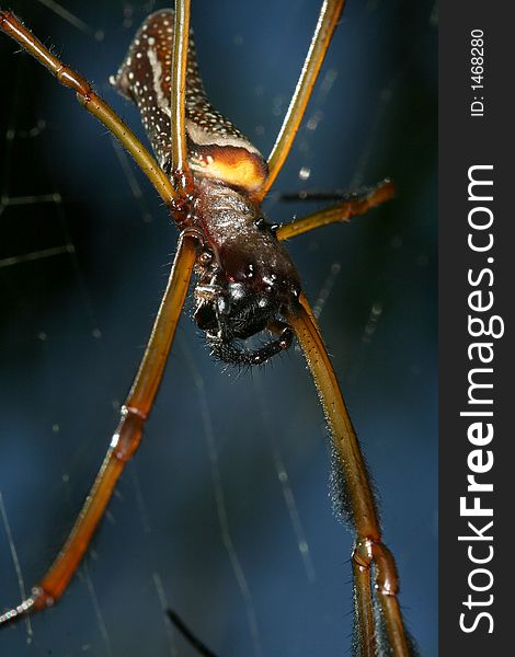 Large spider of genus Nephila (Venezuela, Rio Caura). Large spider of genus Nephila (Venezuela, Rio Caura)
