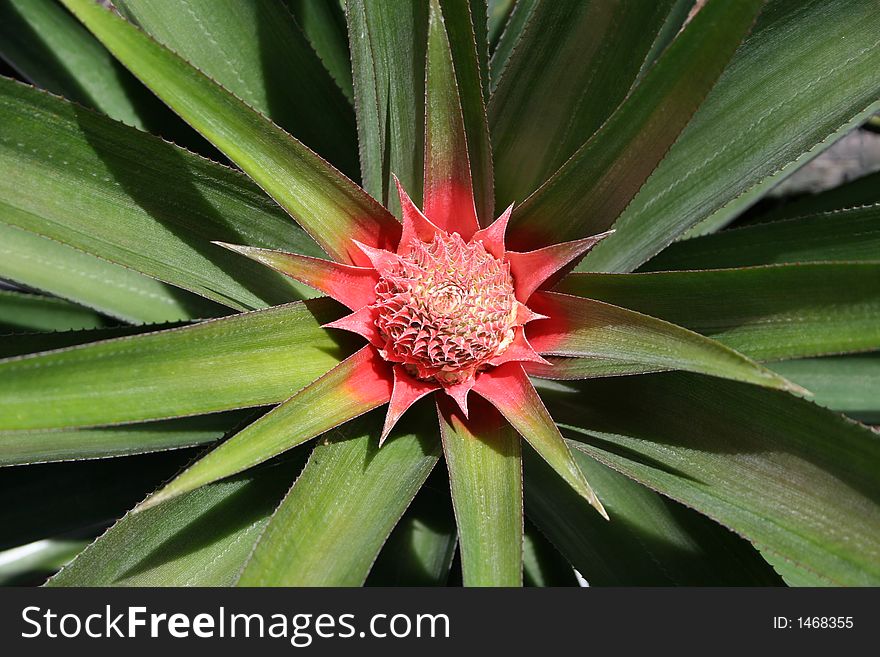 Closeup of small pineapple growing (Venezuela, Orinoco basin). Closeup of small pineapple growing (Venezuela, Orinoco basin)