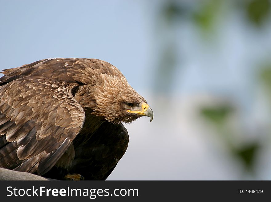 Close-up of an aggressive eagle. Close-up of an aggressive eagle.