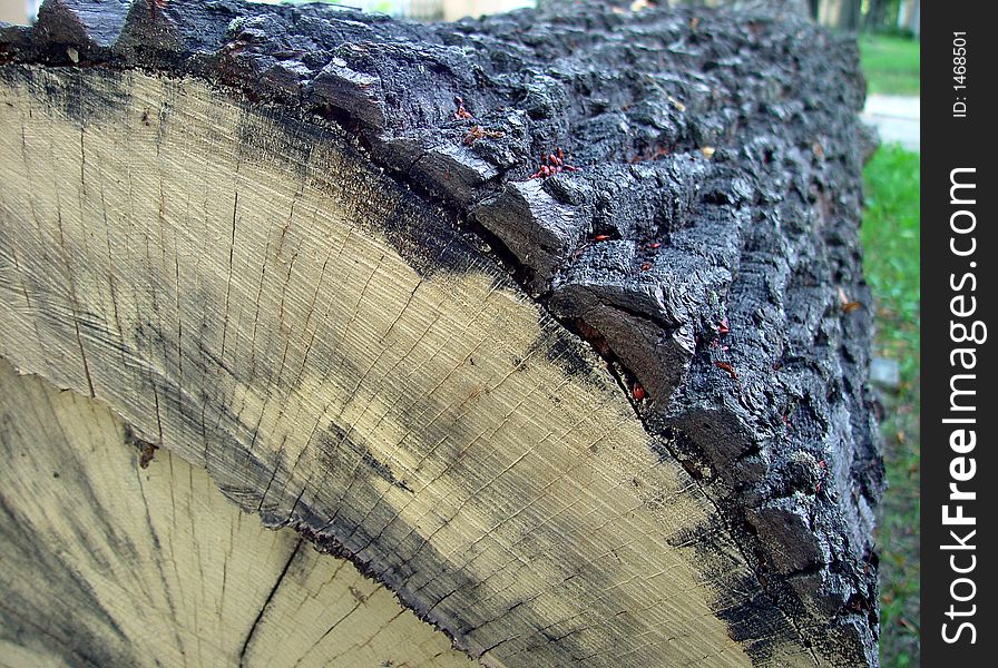 Old strong log on the grass