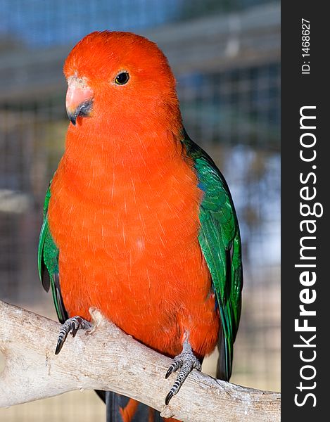 Perched Orange Parrot