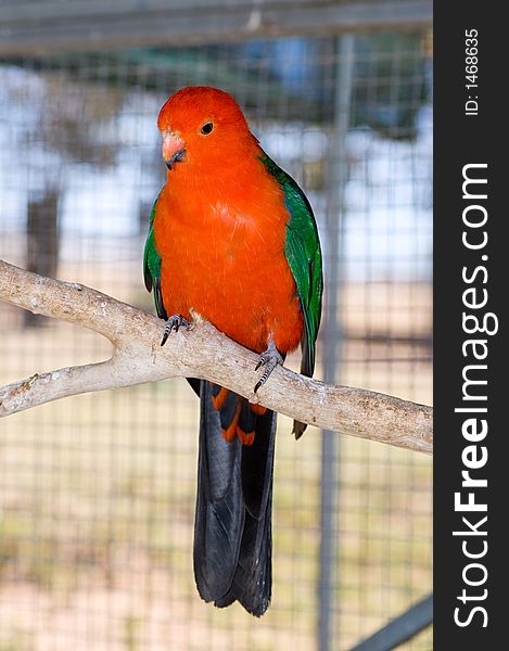 An orange parrot perches on a branch.