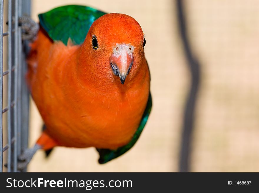 An orange parrot clings to side of an aviary. An orange parrot clings to side of an aviary.