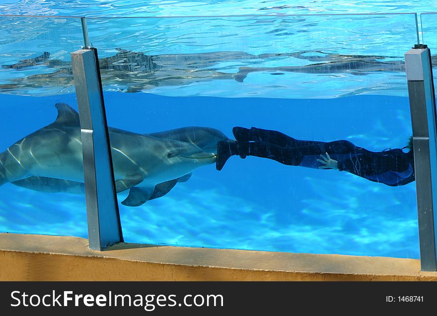 Two dolphins pushing a diver along  in the water. Two dolphins pushing a diver along  in the water