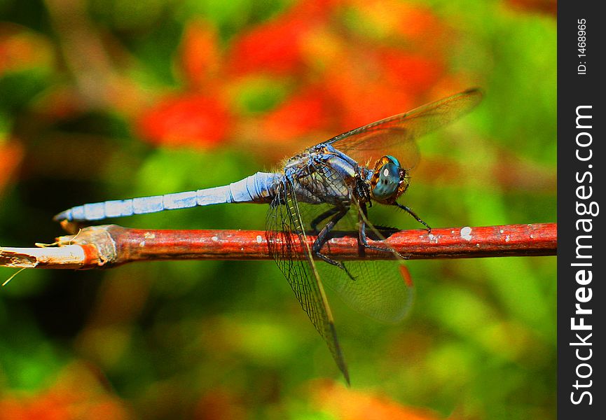 A blue dragonfly taken this summer in Bamboo forest of Anduze.