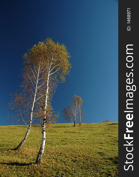 Birch trees in a green field; clear blue sky behind