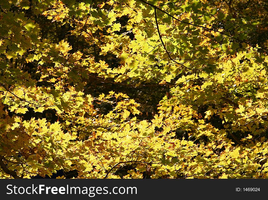 Yellow Forest Leaves Changing for Autumn Season