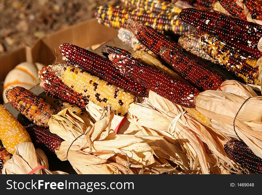 Holiday Corn Crop at the Market