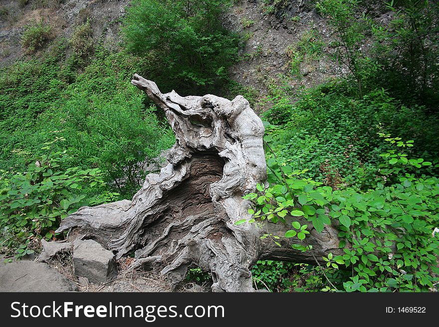 A gnarled, weathered tree root with an imaginative shape. A gnarled, weathered tree root with an imaginative shape