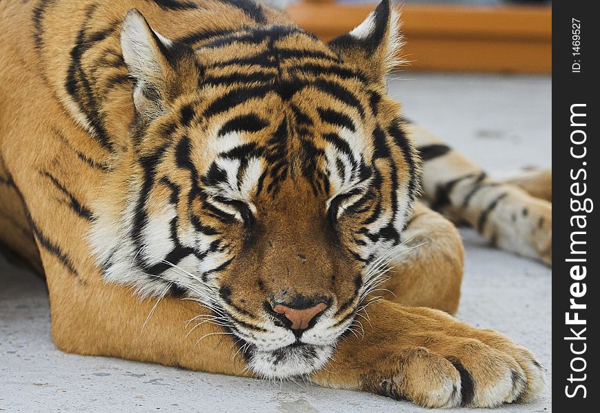 Siberian tiger in a zoo