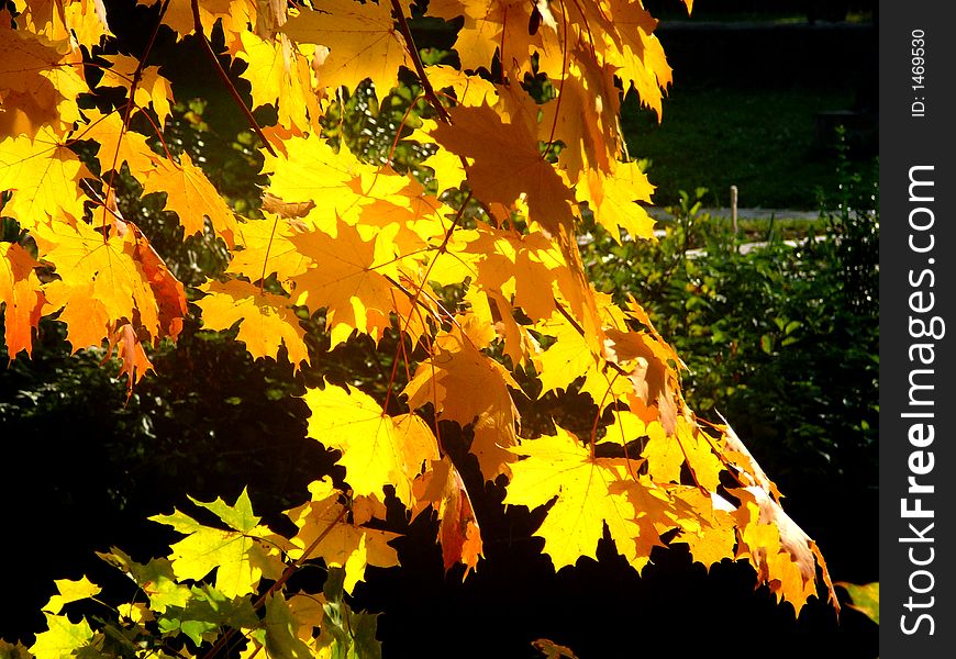 Autumn leaves park yellow collor