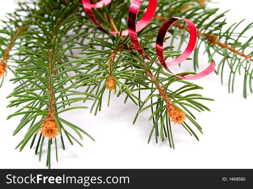 Isolated pine branch on white background