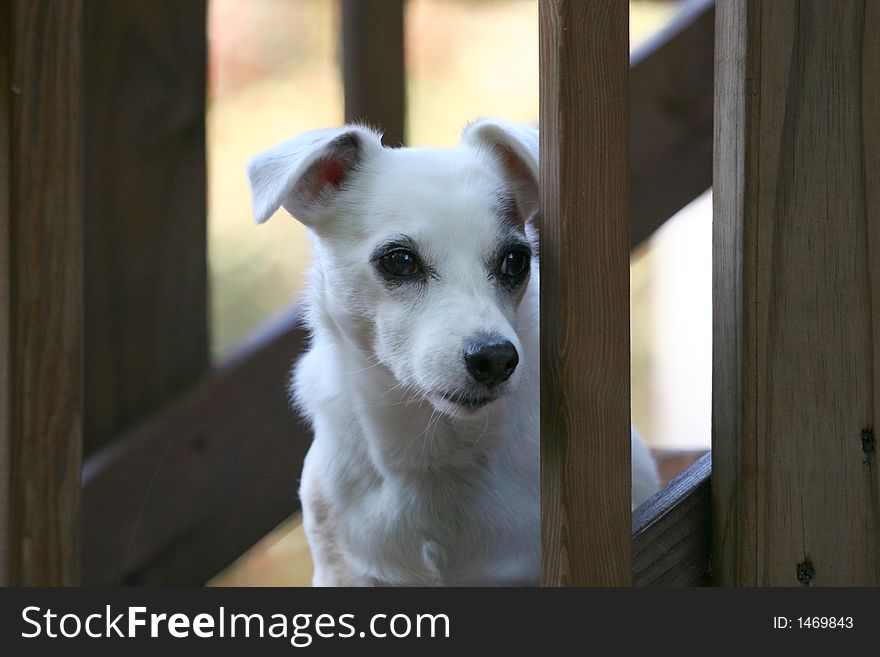 Waiting patiently for his master to come home. Waiting patiently for his master to come home.