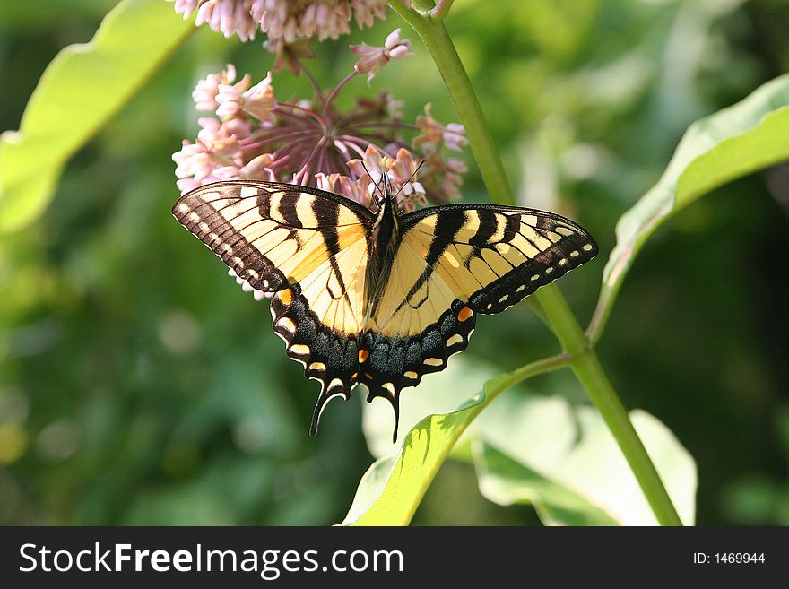 Feeding time for the Tiger Swallowtail Butterfly. Feeding time for the Tiger Swallowtail Butterfly