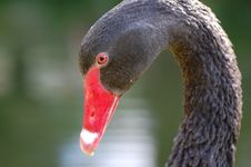 Black Swan Head Royalty Free Stock Image Black Swan Head Royalty Free Stock Image