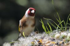 European Goldfinch Stock Photography