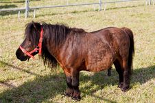 Dwarf Horse Stock Image