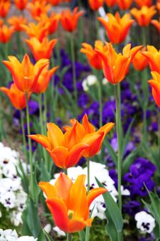 Orange Tulips Stock Photo Orange Tulips Stock Photo