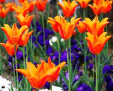 Orange Tulips Stock Image