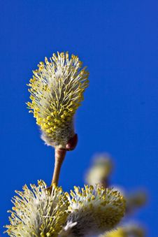 Pussy-willow Buds, Close Up Royalty Free Stock Images
