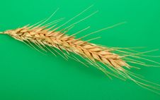 Wheat Ear Stock Image Wheat Ear Stock Image