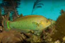 Dusky Wrasse In Aquarium Royalty Free Stock Image Dusky Wrasse In Aquarium Royalty Free Stock Image