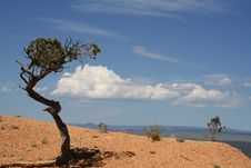 Lone Bristlecone Pine Stock Photos