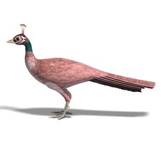 Beautiful Female Peahen Or Peacock. 3D Rendering Stock Photography Beautiful Female Peahen Or Peacock. 3D Rendering Stock Photography