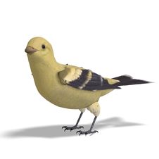 Female Goldfinch. 3D Rendering With Clipping Path Stock Images
