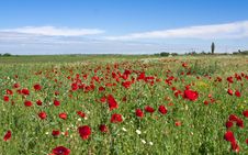 Red Poppies Stock Photo Red Poppies Stock Photo