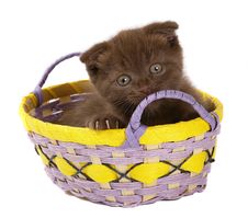Brown Kitten In Yellow Basket. Royalty Free Stock Photos