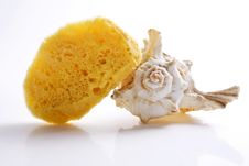 Sponge Shell Royalty Free Stock Photography