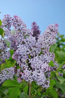 Lilac Flower Stock Images Lilac Flower Stock Images