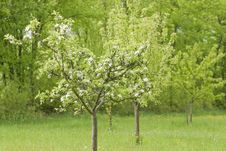 Blossoming Apple Trees Stock Images Blossoming Apple Trees Stock Images