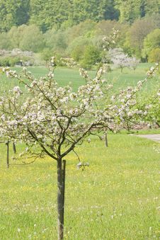 Blossoming Apple Trees Royalty Free Stock Images Blossoming Apple Trees Royalty Free Stock Images