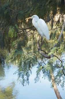 White Egret Royalty Free Stock Image