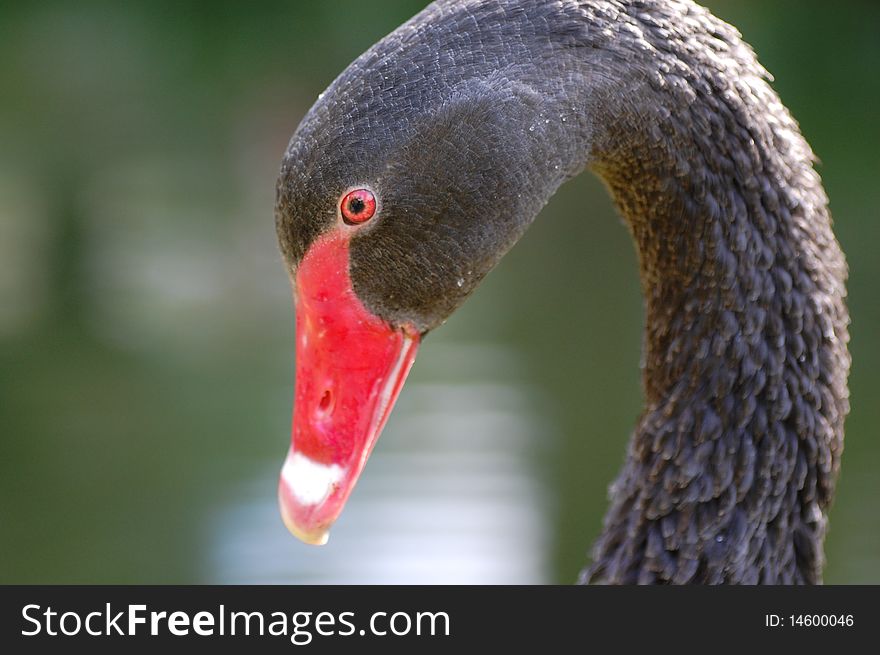 Close-up of a black swan. Close-up of a black swan.