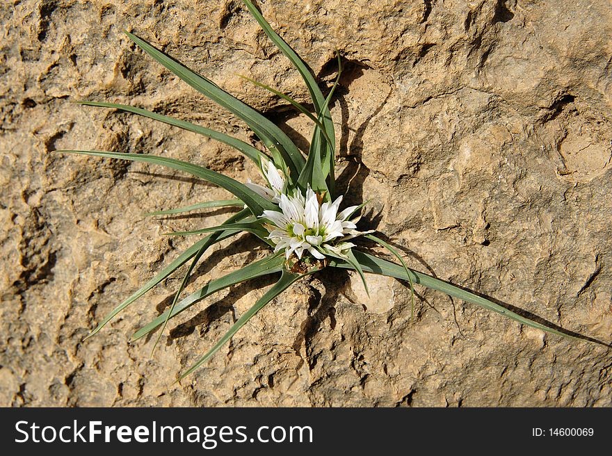 Small white flower grows on the vertical rock. Small white flower grows on the vertical rock.