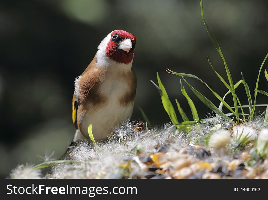 The European Goldfinch or Goldfinch (Carduelis carduelis) is a small passerine bird in the finch family. The goldfinch breeds across Europe, North Africa, and western and central Asia, in open, partially wooded lowlands.