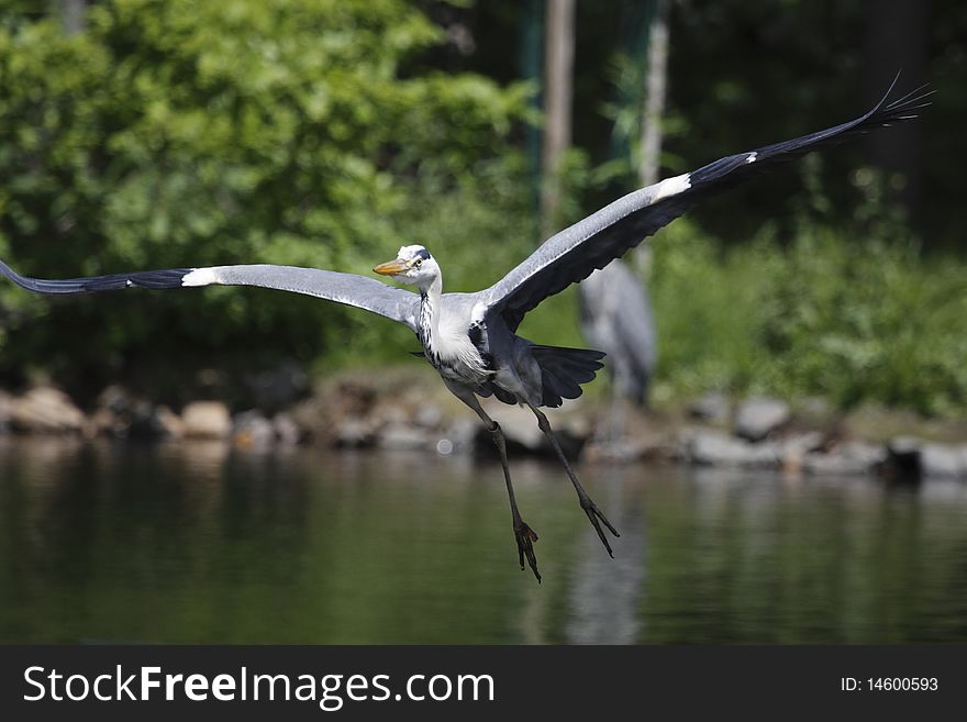 Flying Great Cormorant