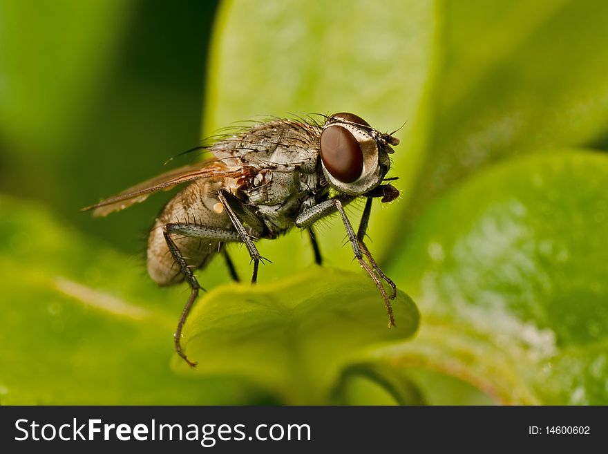 Fly sitting on a Vinca Minor leaf. Fly sitting on a Vinca Minor leaf