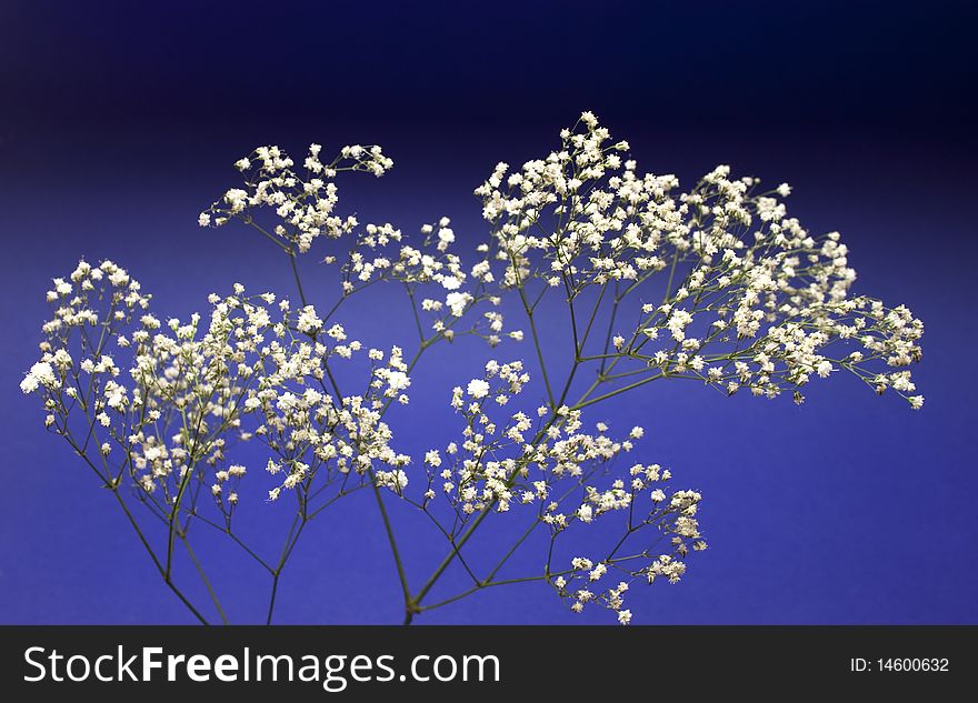 Beautiful decorative branch with white flowers over dark blue background