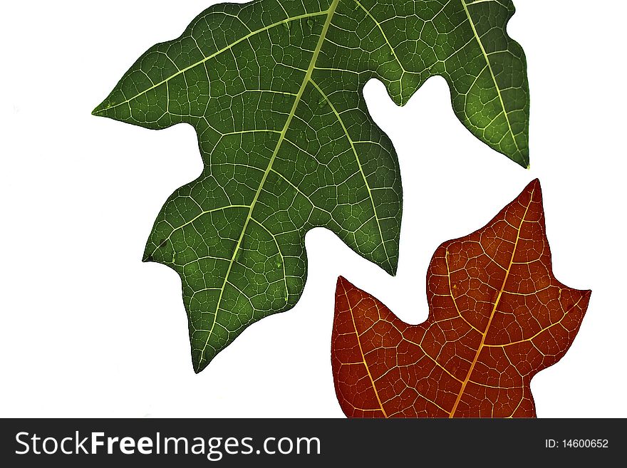 The idea of different colors with two leaves.