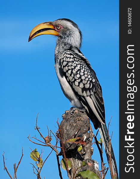 A tropical bird, the Yellow Billed Hornbill, photographed in South Africa.