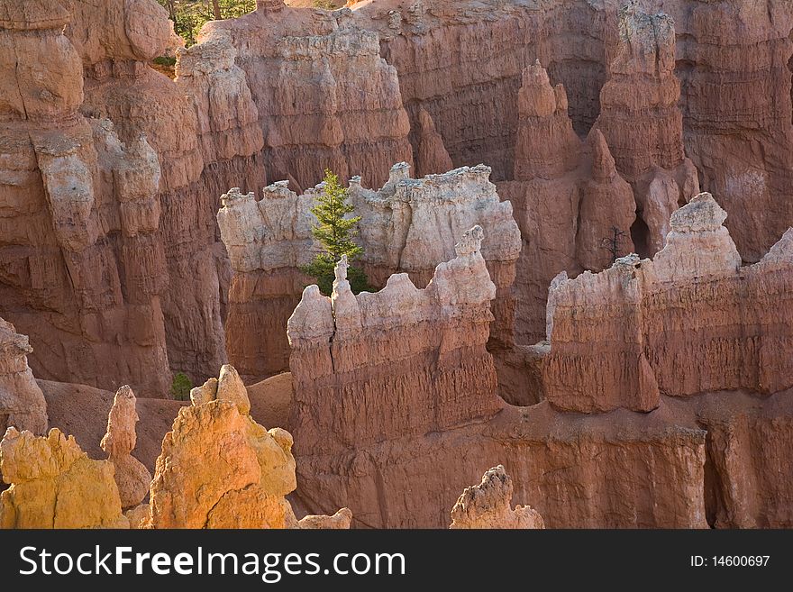 Bryce Canyon hoodoos in the first rays of sun with a tree, Utah