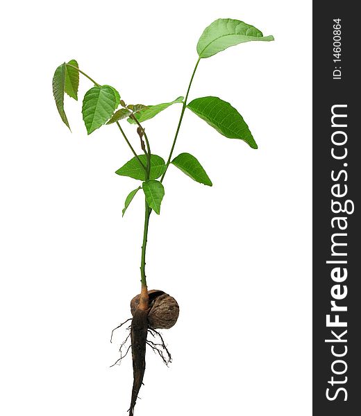 Sprout walnut isolated on a white.