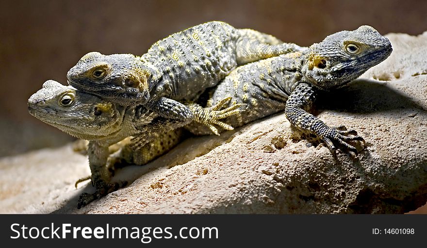 Three stellion lizards. Also known as a hardim or star lizard. Latin name - Laudakia stellio. Three stellion lizards. Also known as a hardim or star lizard. Latin name - Laudakia stellio